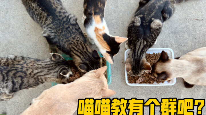 Chắc hẳn Miu Miu Giáo có một nhóm rồi nhỉ?