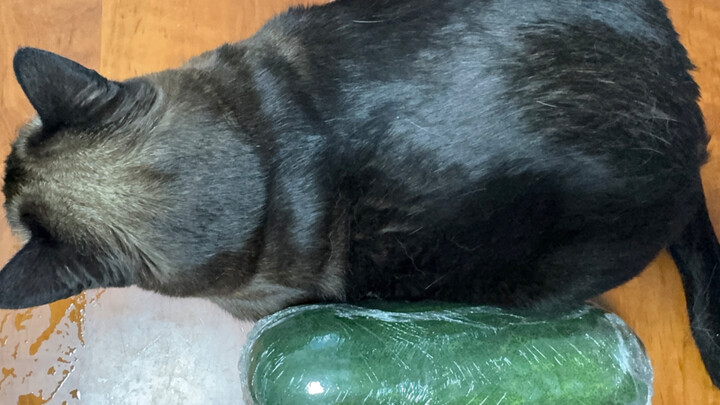 I bought a cooling little winter melon for the kitten.
