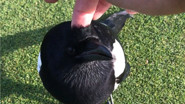 The first time I touched a magpie, I felt warm. It is my good friend!