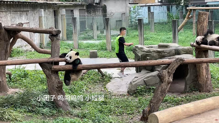 التفاحة الصغيرة التي تحبها يوي سقطت، والغريب أنها عرفت تمشي لوحدها عشان تلاقي المرضعة! رد فعل المرضع