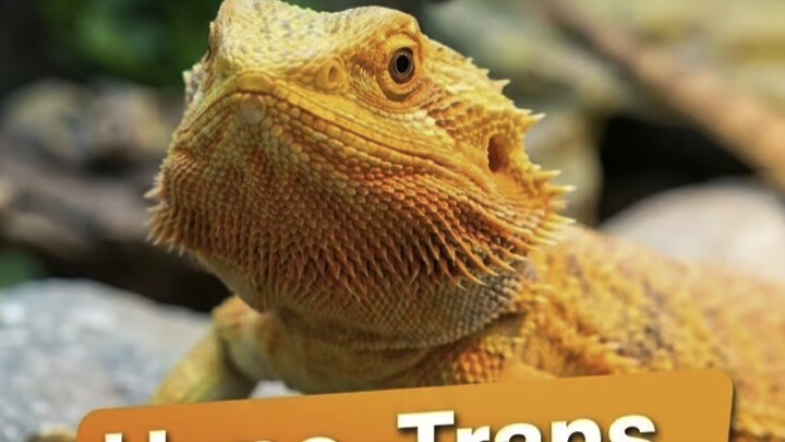HYPO + TRANS + LEATHERBACK แล้ว Het คืออะไร?