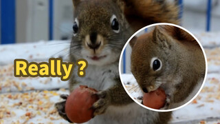 [Animals]A little squirrel biting nuts