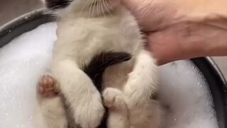 给一群被救助的小猫咪洗澡，大家都出乎意料的乖巧...这浑身的跳蚤肯定很难受吧？
