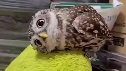 You call this a raptor?