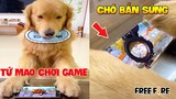 Thú Cưng Vlog | Tứ Mao Đại Náo Bố #3 | Chó thông minh vui nhộn | Smart dog funny pets