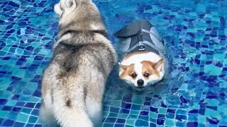 The Corgi's reaction to different water depths was shocking.