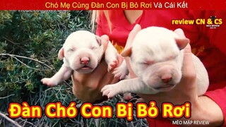 Chó mẹ và đàn con bị bỏ rơi ở rừng hoang và cái kết mãn nhãn || Review Con Người Và Cuộc Sống