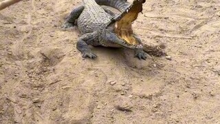 Why are crocodiles afraid of being hit on the head with a shovel?
