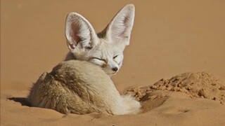 Rubah fennec: Jangan main-main denganku, aku ganas