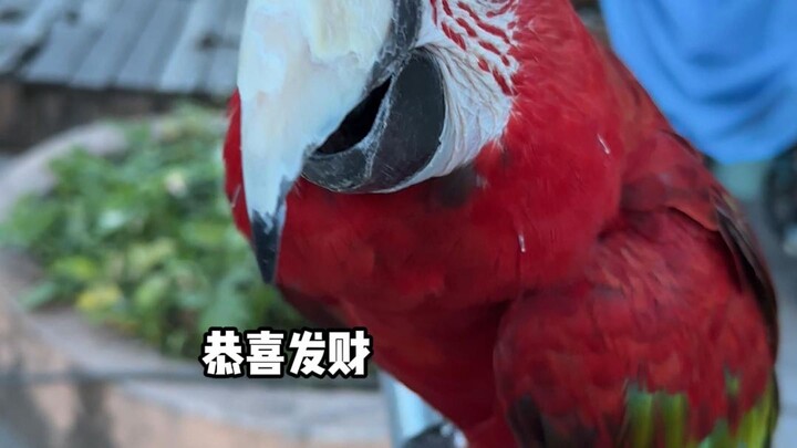 นกที่แสนจะสมจริง “นกตายเพราะอาหาร” ถ่ายทำจริง