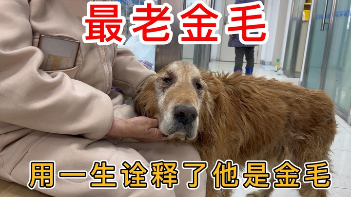 เจ้าโกลเด้นอายุมากที่สุด ใช้ชีวิตทั้งหมดพิสูจน์ให้เห็นว่า “โกลเด้นที่เชื่อฟังและแสนรู้” คือแบบไหน!