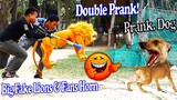 Double Prank Challenge 2021 - Big Fake Lion & Fans Horn vs Real Dog Prank - Must Watch Funny Prank