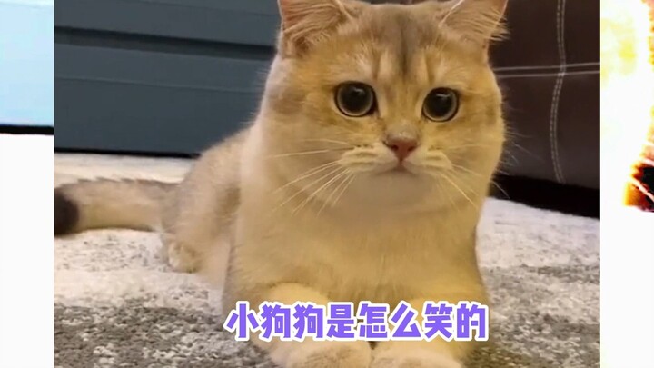 Đã bảo rồi, mèo con đừng lúc nào cũng chơi với chó con!