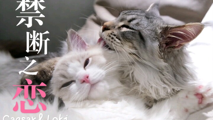 Is Mengpo Already Selling Fake Soup These Days?