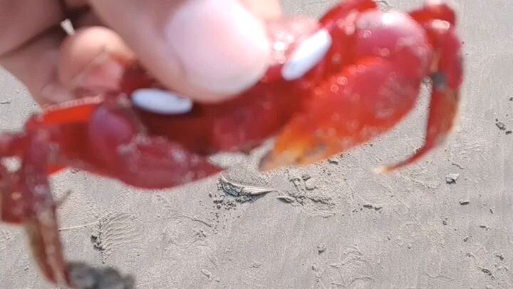 red  coconut crak