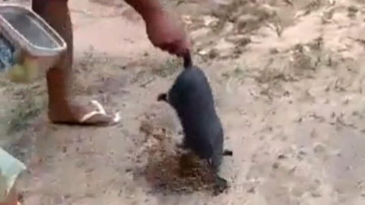 High-Quality Farm Tools