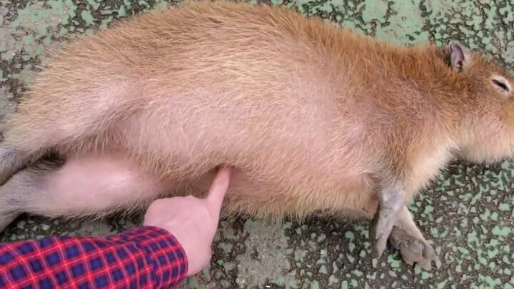 Dorongnya sangat keras, tapi……_(:з」∠)_