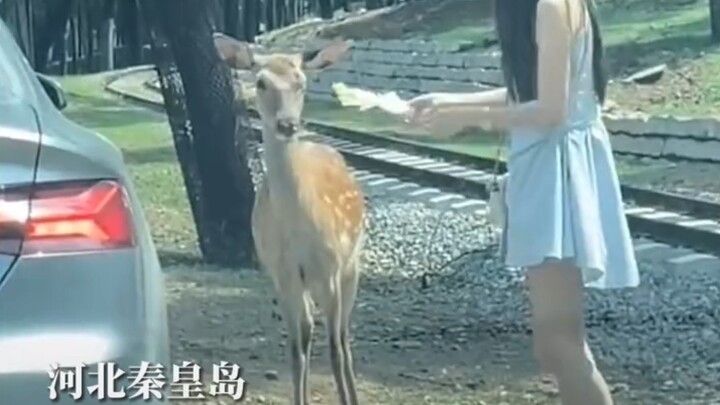 امرأة تعرّضت للركل على رأسها أثناء نزولها من السيارة لإطعام الغزلان؛园区 قال إن ذلك مرتبط بمستوى أخلاق