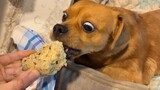 Dog Can't Contain His Excitement When He Sees Food🐶😲
