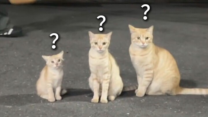 《Đại hội hành vi kỳ lạ của động vật 249》