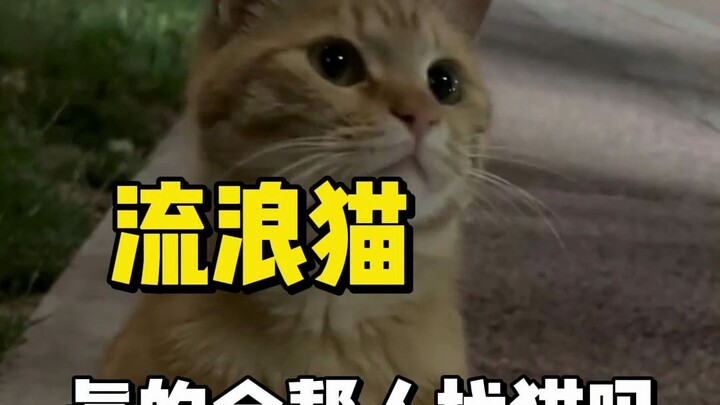 Do stray cats really help people find their lost cats?