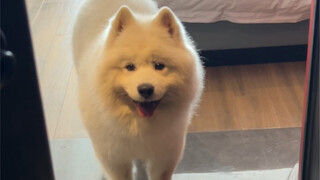 حجزت فندق يي يي، دعونا نرى ما إذا كان هناك سامويد أم لا...