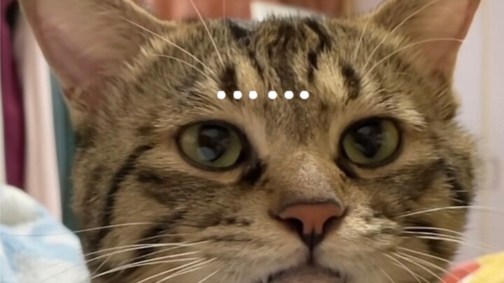 เจ้าเหมียวอยากกัดคนแต่พลาดล้มลง ทำเอาสถานการณ์น่าอึดอัดสุดๆ แล้วเจ้าเหมียวก็พลิกตัวนอนลง แสร้งทำเป็น