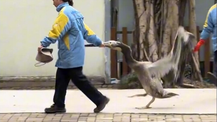 Chimelong Zoo animals really know how to have fun after work!