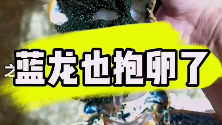 Seberapa kuat gen lobster emas? Naga biru dan naga ungu sama-sama sedang hamil.