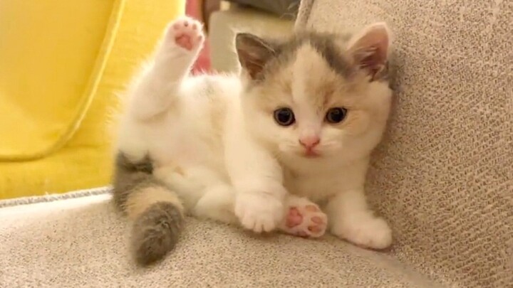 Lucu|Gabungan Cuplikan Kucing Lucu