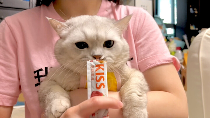 Buổi tụ tập hoành tráng của các blogger thú cưng! Bạn có nhận ra hết 20 bé mèo này không?