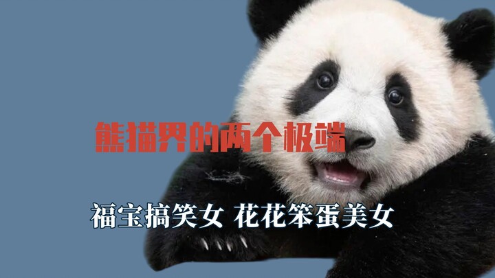 熊猫界的两个极端，福宝每顿打都是有原因的