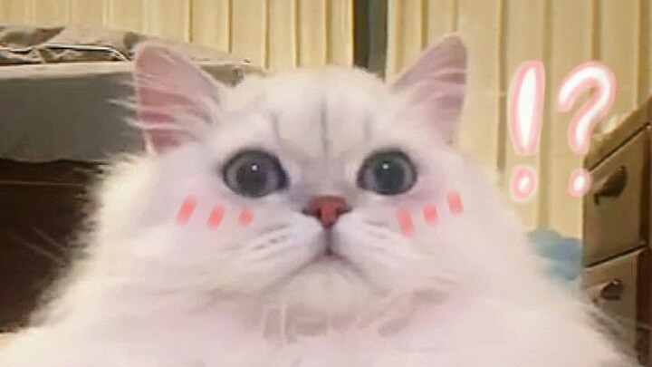 【Hạt lạc】Chôn phân