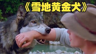 它是一匹勇敢无畏的狼，也是一条重情重义的狗《雪地黄金犬》