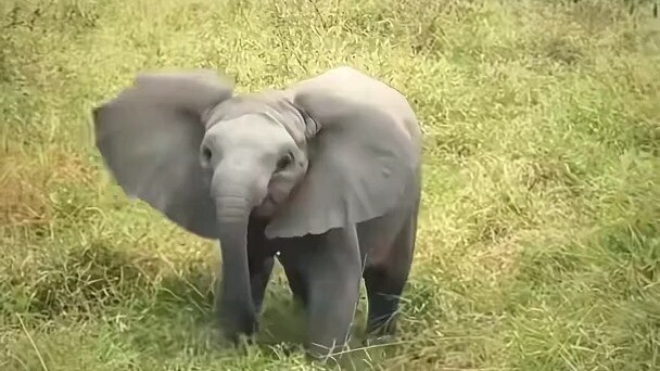 A mischievous and adorable baby elephant