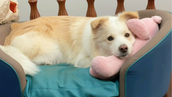 ยังจำโซฟาเบดตัวนี้ได้ไหม ทำตัวอย่างเมื่อเดือนมีนาคมปีที่แล้ว เพื่อให้เหมาะกับคุณเบลามาเลย แป๊บเดียวก