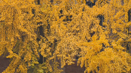 Ginkgo, tumbuhan yang menyimpan banyak cerita