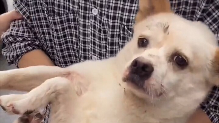 There are no more cats in the neighborhood, so I can only help the dogs now.