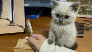 Kitten: Can you play with me for a while?
