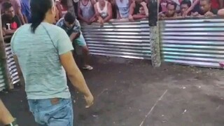 bulik vs talisay..iba talaga ang sabong