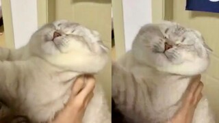 Kucing: Gak Doyan Ciumanmu - Video Kucing