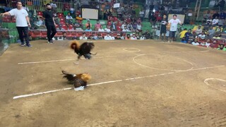 Basagulero Dom in action at Sta Monica Cockpit Arena, QC