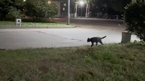 هذا الصفير يناسب الموقف تمامًا ويُعد امتدادًا مثاليًا.