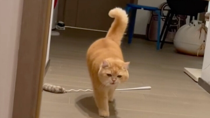 The awkward moment when the little kitten guards the wrong door