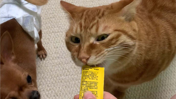 Beware of this cunning orange cat!!