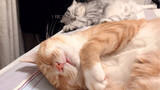 Diam-diam bermain dengan tubuh kucing oranye yang sedang tidur