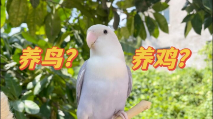 Ketika saya yang memelihara burung nuri bertemu dengan para sesepuh