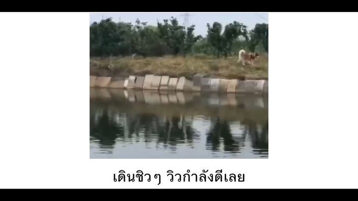 เดินชิวๆ วิวกำลังดี