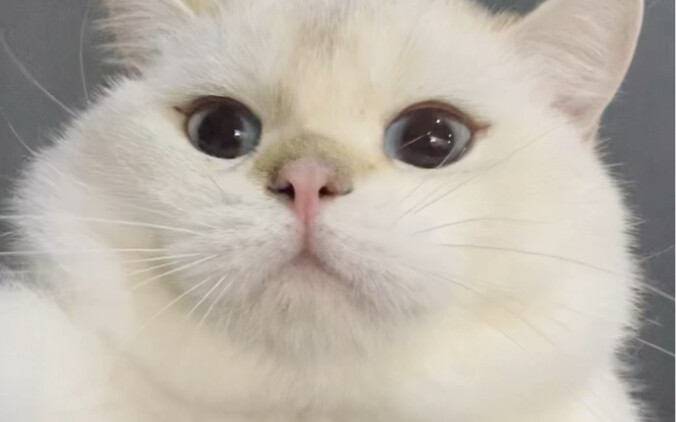 You’ll Never Guess What Your Cat’s Been Sneaking Behind Your Back!