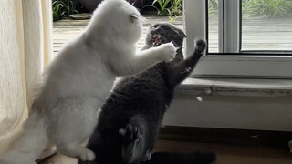 Jika anak-anak bertengkar, sebagian besar disebabkan oleh orang tua yang tidak berbudi luhur.